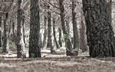 49 puestos cuerpo especialistas en la administración del medio ambiente C1-05, Comunidad Valenciana