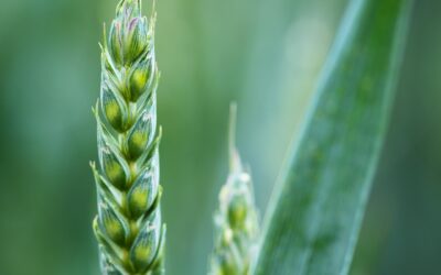 Convocatoria empleo público: 62 Ingenieros Agrónomos del Estado