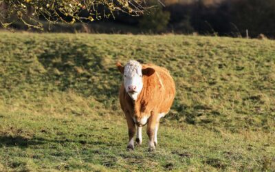 Tabla salarial del Convenio Veterinario 2026: sueldos, categorías …
