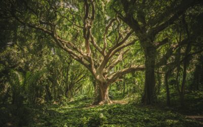 Sueldo del Guarda Rural en 2026: guía completa